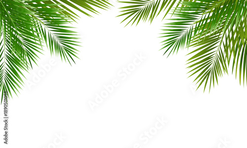 Eco Frame And Green Palm Tree Leaves