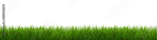 Grass Border And White Background