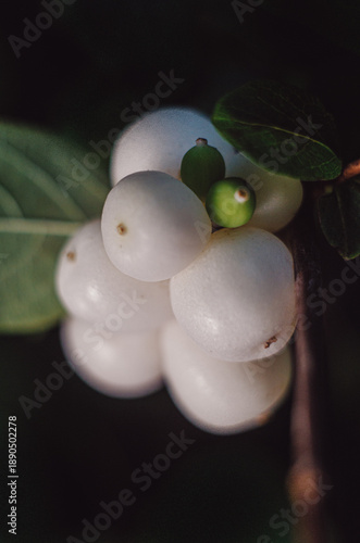 White berries on a branch of Symphoricarpos albus