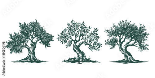 Olive trees on white, hand drawn, sketch.
