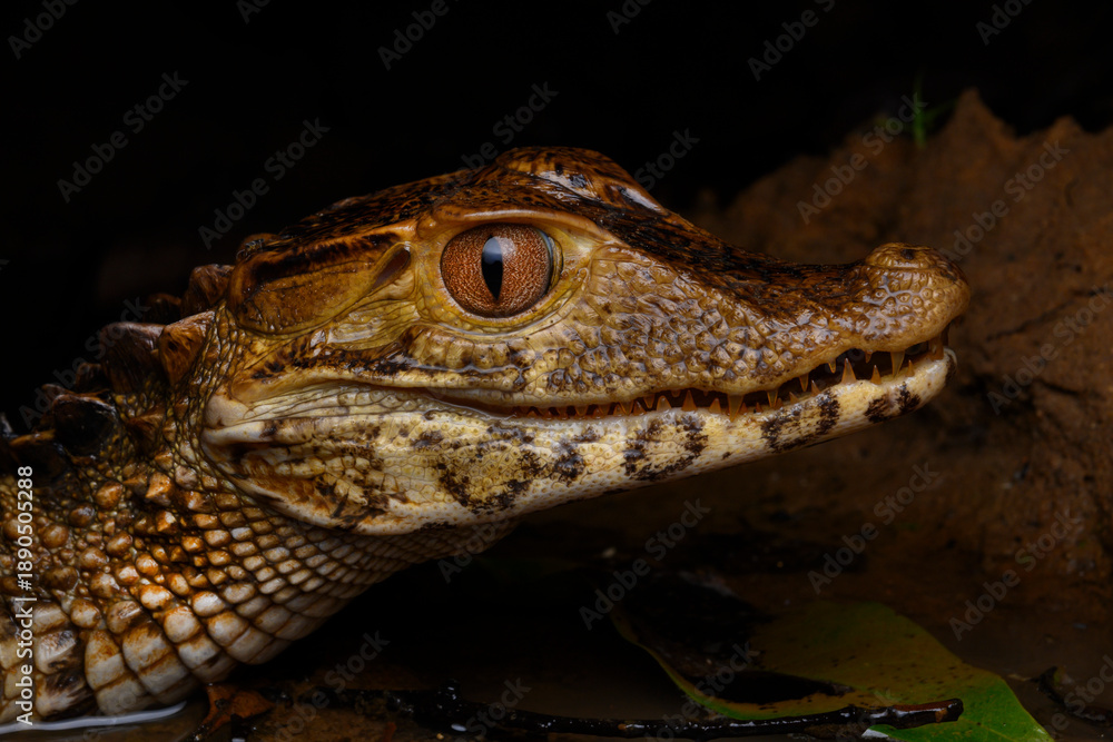 Fototapeta premium Fauna
