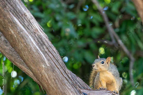 Curious Texas fox squirrel on a cedar limb