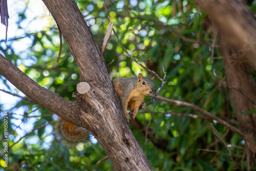 Curious Texas fox squirrel on a cedar limb