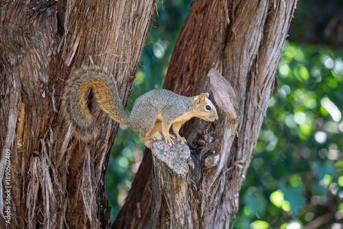 Curious Texas fox squirrel on a cedar limb