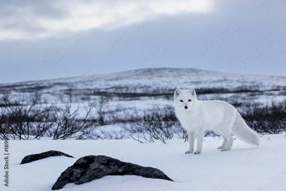 Naklejka premium Arctic fox stands on snow covered tundra with sparse vegetation and rocks under a cloudy sky. White winter fur blends with cold, barren landscape in wildlife nature scene.