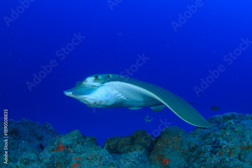 Obraz na plátne A marine species of manta ray swims over the ocean reef.
