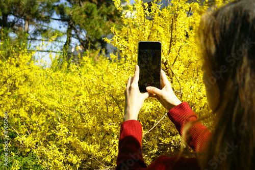 Cuadro en lienzo Person photographing yellow forsythia blooms with phone held vertically