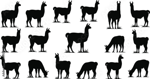 Llama vector silhouettes set, black alpaca poses collection for farm animals, wildlife, nature, logo, mascot, graphic design illustrations