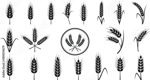 Wheat ear vector icons set, black grain silhouettes collection for agriculture, farming, harvest, bakery branding, organic food design elements
