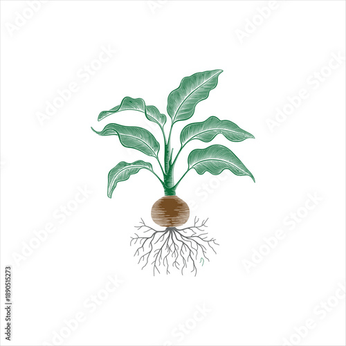 Green Tree with Detailed Root System Illustration vector image free download.