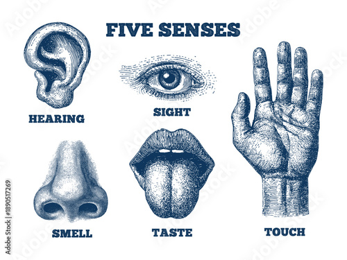 Five senses engraving. Human anatomy sense organ sight smell taste touch hear eye ear nose mouth tongue hand finger body sketch medicine retro infographic vector illustration