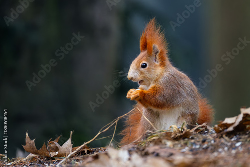 Wallpaper Mural Red squirrel (Sciurus vulgaris) feeding on forest ground, cute wildlife portrait with alert pose and fluffy tail, soft natural light, shallow depth of field, dark background and copy space. Torontodigital.ca