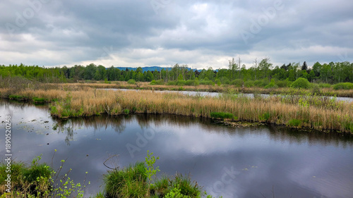 A marshy area with a pond in the foreground and a wooded area in the background.