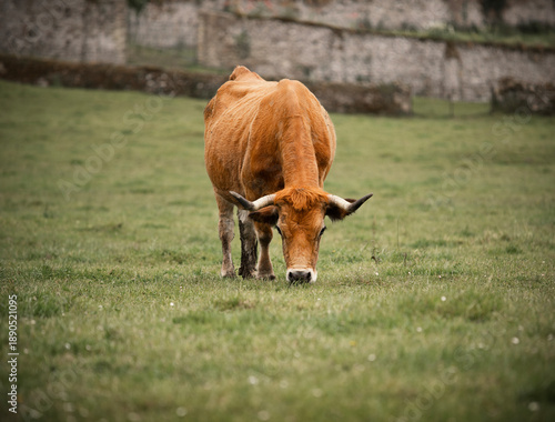 Cow grazing freely in a green meadow.
Mammal, domestic animal, bovine