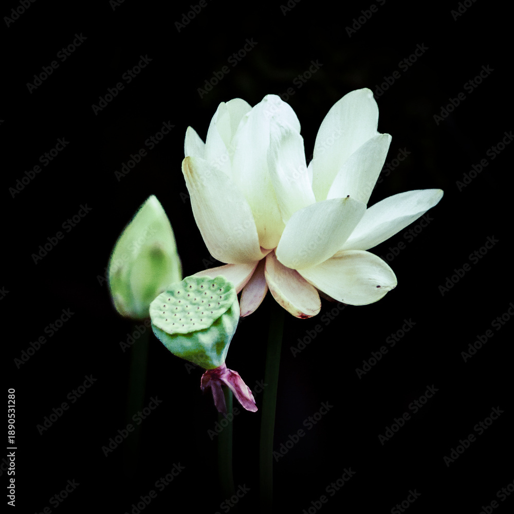 Fototapeta premium White Lotus Bloom with Bud and Seedpod on Black Background 