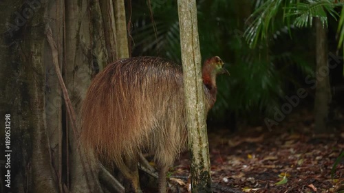 Southern Cassowary female (Casuarius casuarius) in the rain, a large flightless bird from the rainforests of Australia. Worlds most dangerous bird. Slow motion, 25 percent natural speed.