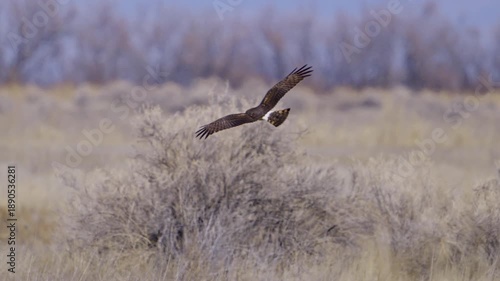 Northern Harrier hawk flying in slow motion as it hunts over a grassy field.
