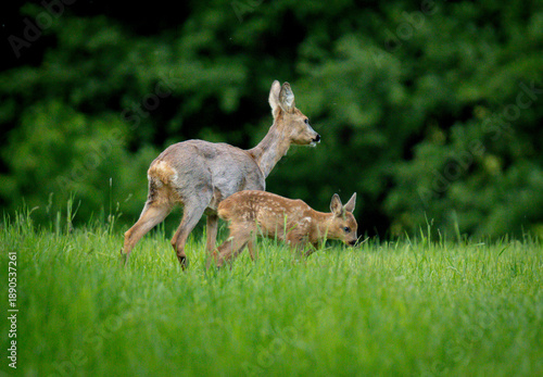 deer in the grass