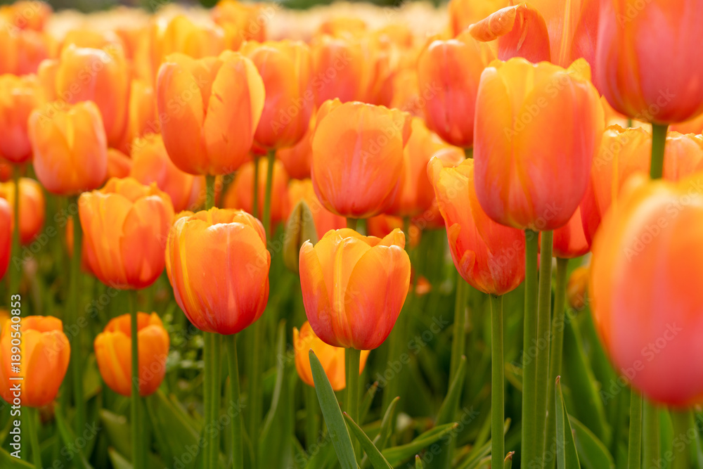 Obraz premium field of tulips