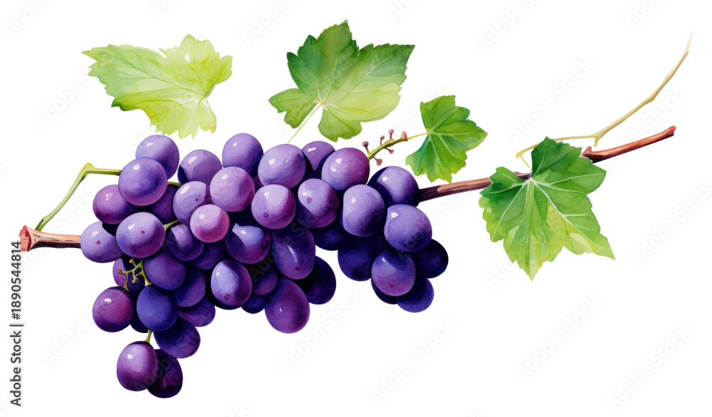 Fototapeta premium PNG Vine grapes vine fruit.