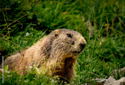 marmot in the alps