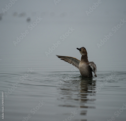 winter nature around Lake Most