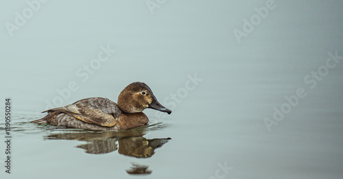 winter nature around Lake Most