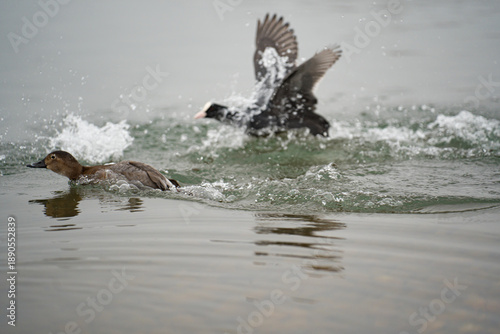winter nature around Lake Most