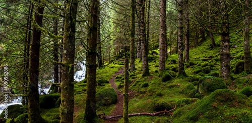 Cuadro en lienzo Trees and with moss overgrown soil, a creek babbles in the background, Arnafjord