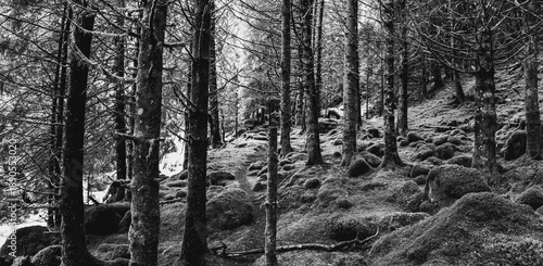 Fotografía Trees and with moss overgrown soil, a creek babbles in the background, Arnafjord