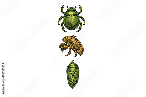 Detailed view of green beetle, cicada, and pupa showing life cycle stages in clear design
