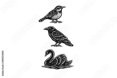 Bird illustrations of three species show a sparrow, a crow, and a swan arranged vertically with simple lines and details