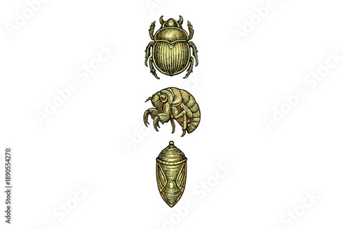 Different types of insects are shown in a vertical arrangement with clear details of their shapes and colors, illustrating the diversity found in the insect world