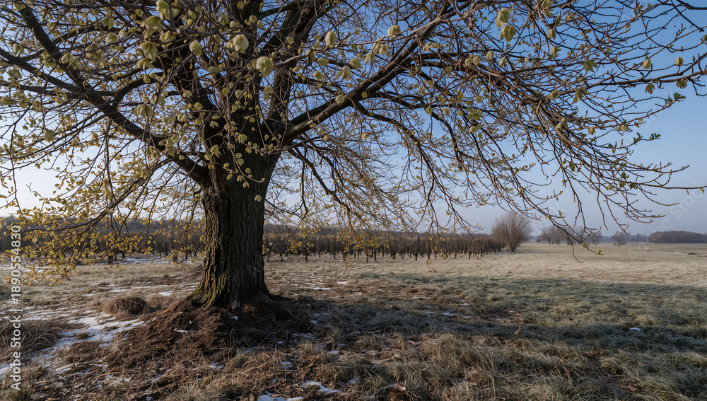 Obraz premium 同じ場所で雪解けと若葉が始まる一本の木の春の姿