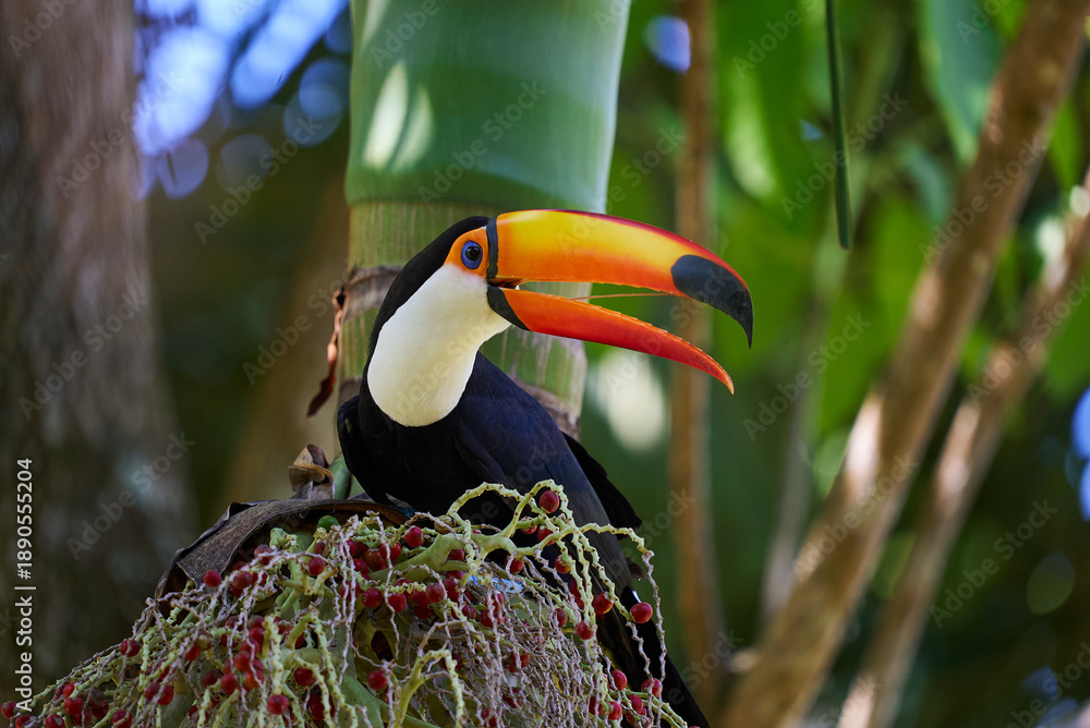 Fototapeta premium Tucano-toco