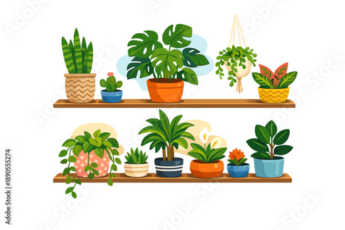 Plants arranged neatly on wooden shelves in a bright space, showcasing different species in colorful pots with green leaves seen throughout the display