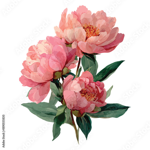 Coral pink peony flower bunch isolated on white vector illustration