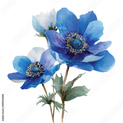 Two blue anemone flowers with green stems vector illustration