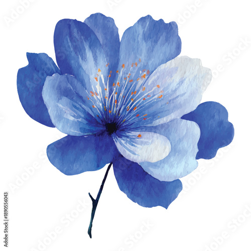 Full bloom blue anemone flower head vector illustration