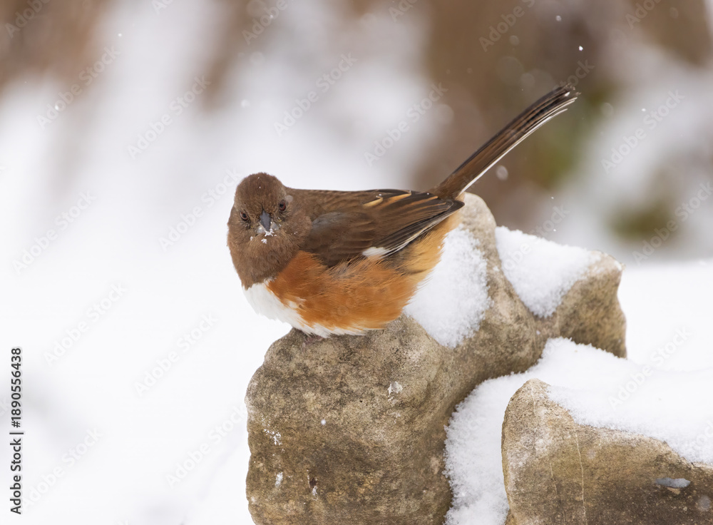 Obraz premium female towhee in snow