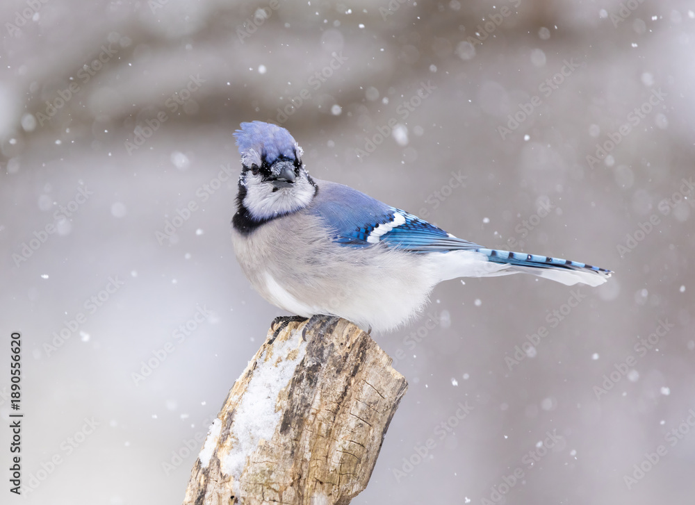 Fototapeta premium blue jay on perch in snow