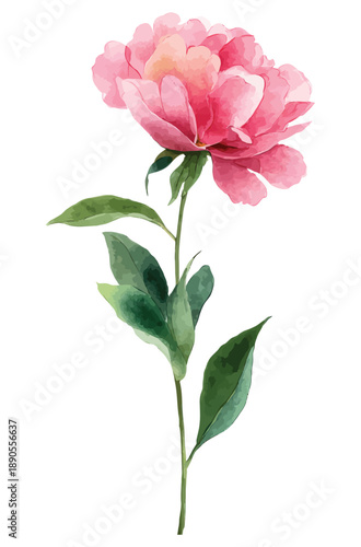 Watercolor single pink peony blossom on green stem for romantic stationery