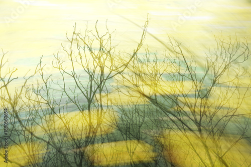 tree branches and blurry landscape abstract double exposure