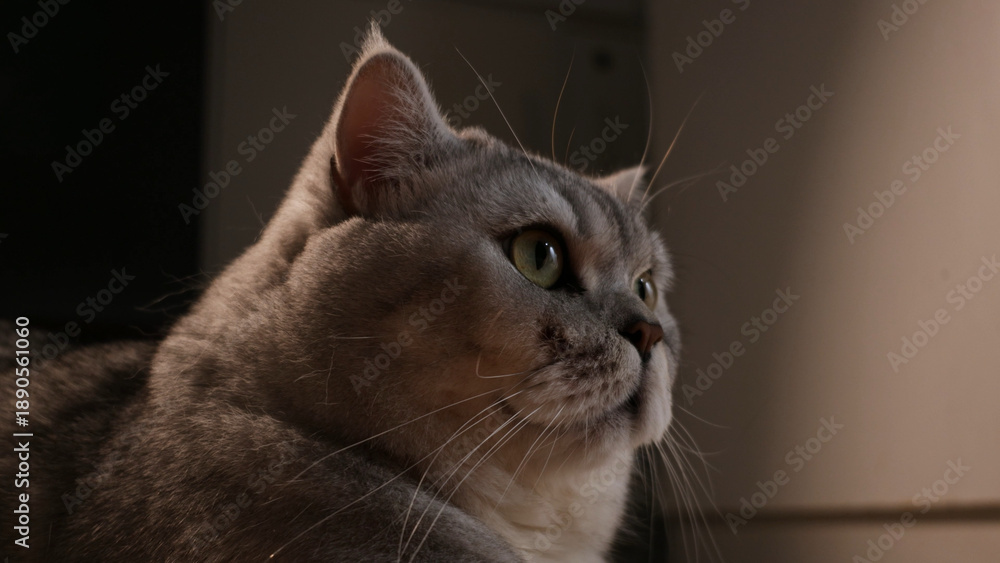 Fototapeta premium Close-up portrait of a fluffy grey British Shorthair cat with green eyes looking intently