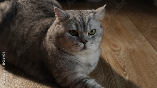 Fotografia Close-up portrait of a fluffy grey British Shorthair cat with green eyes lying o