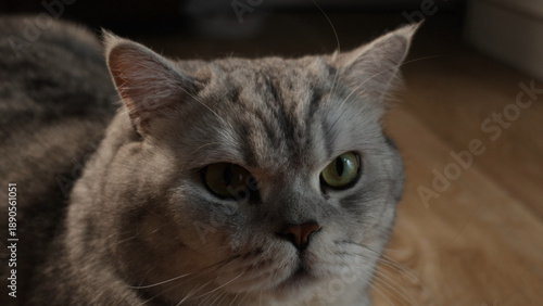 Wallpaper Mural Close-up portrait of a fluffy grey British Shorthair cat with striking green eyes Torontodigital.ca