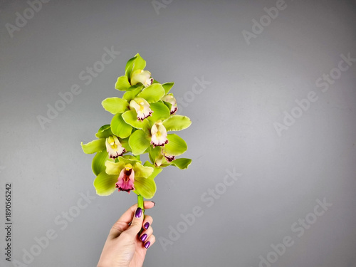 Valokuva A female hand holding a fresh green cymbidium orchid branch with delicate yellow-green blooms against a neutral gray background