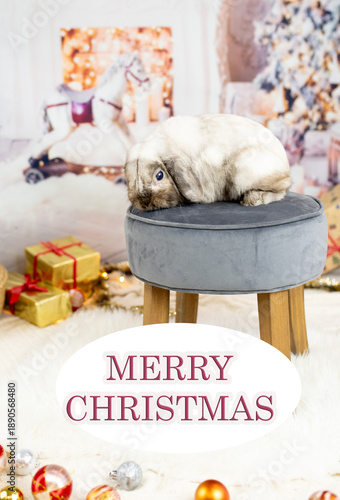 Christmas concept. Black water rabbit in a basket under the Christmas tree in a home interior