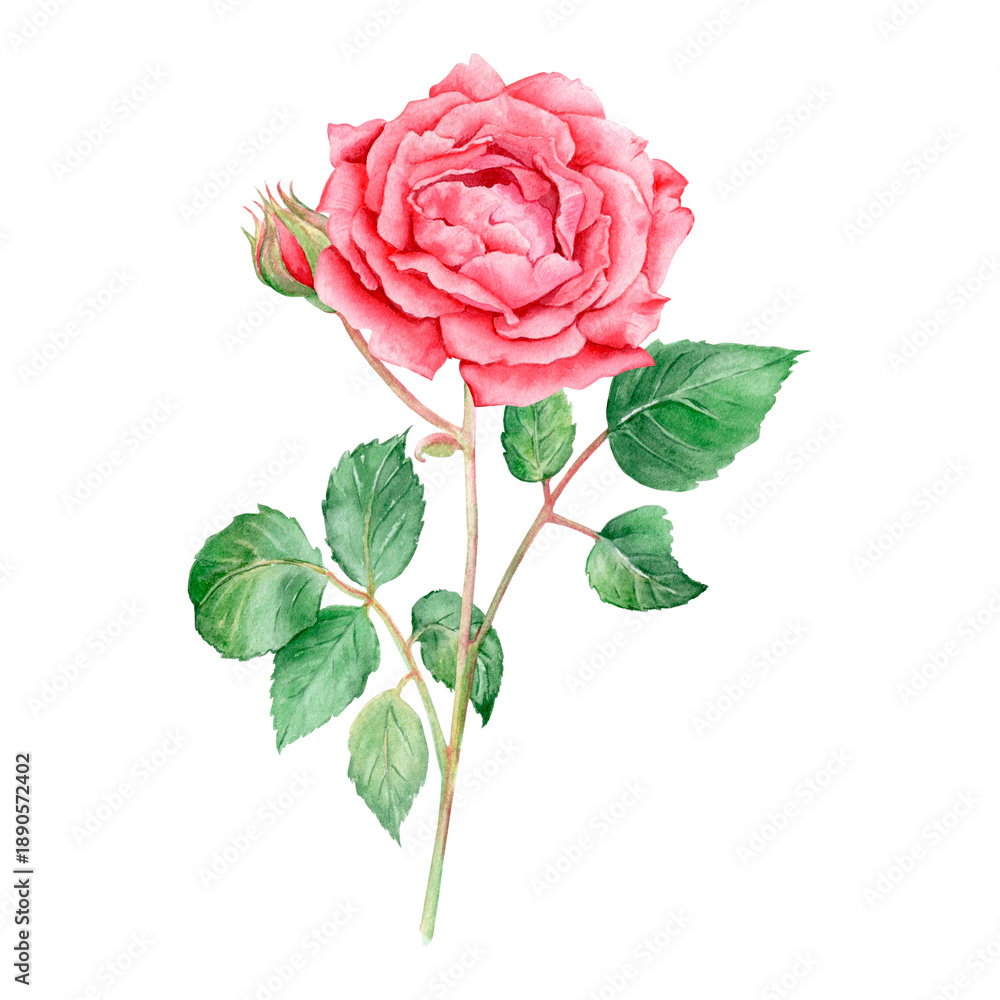 custom made wallpaper toronto digitalAn illustration of a beautiful delicate rose, hand-drawn in watercolor, isolated on a white background. Suitable for printing and designing postcards, invitations, and greeting cards.