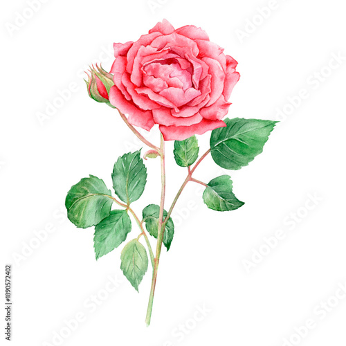 Wallpaper Mural An illustration of a beautiful delicate rose, hand-drawn in watercolor, isolated on a white background. Suitable for printing and designing postcards, invitations, and greeting cards. Torontodigital.ca